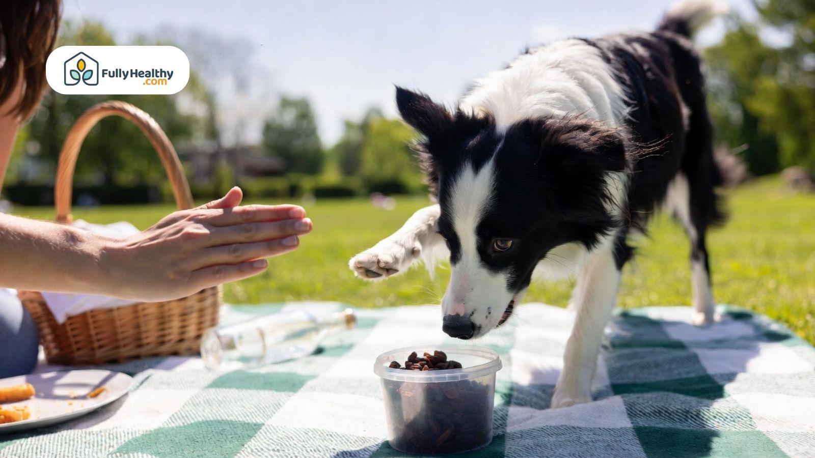 Border collie reaching toward a raisin container during an outdoor picnic while the owner stops the dog.