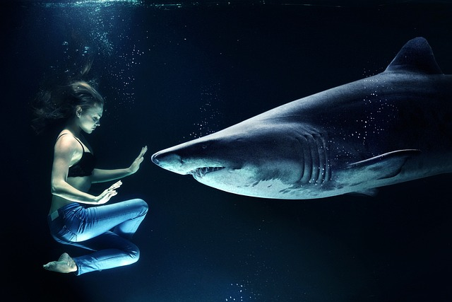 woman, shark, great white shark