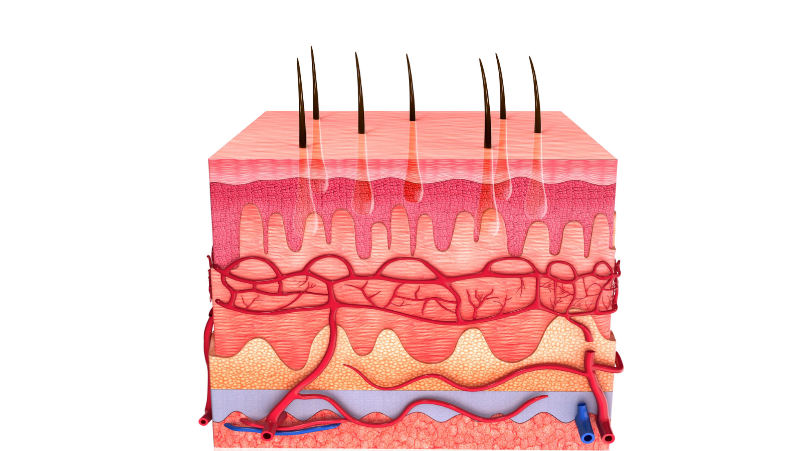 Illustration der Hautschichten – nur Kollagen aus dem Inneren erreicht die tieferen Strukturen