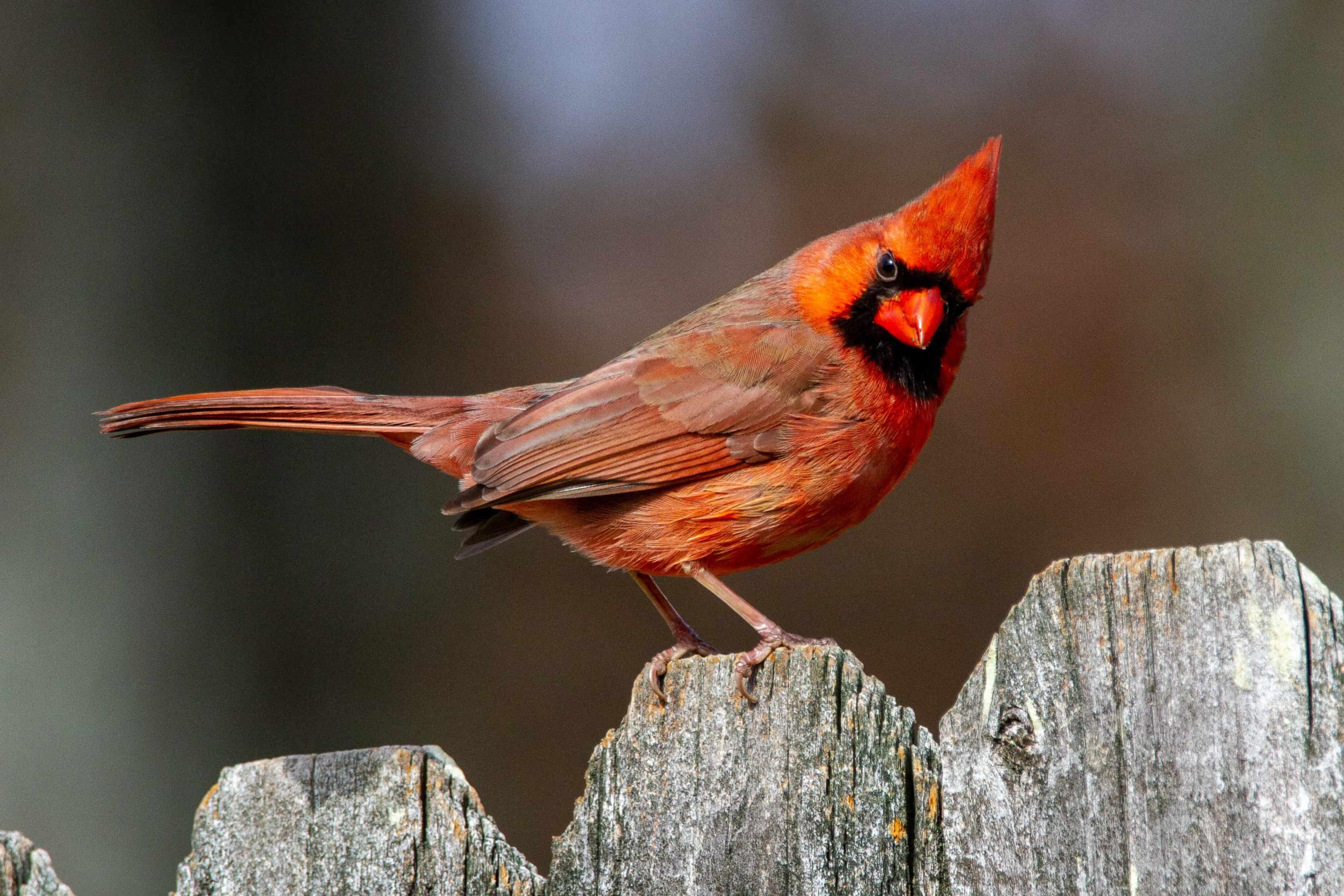 Connection Between Cardinals and Relationships