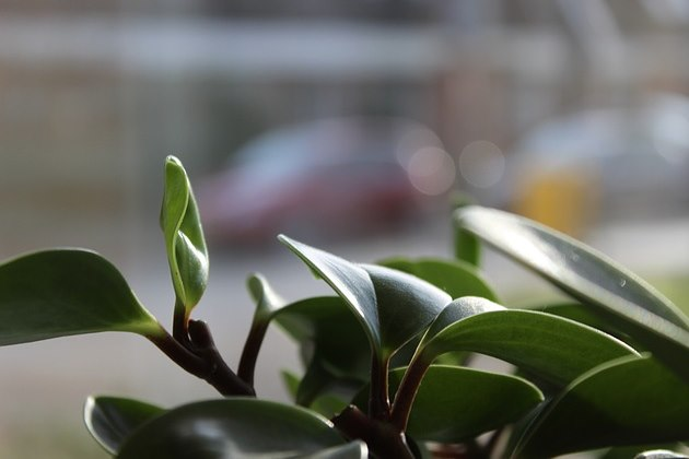 pepper face plant, variegated baby rubber plant