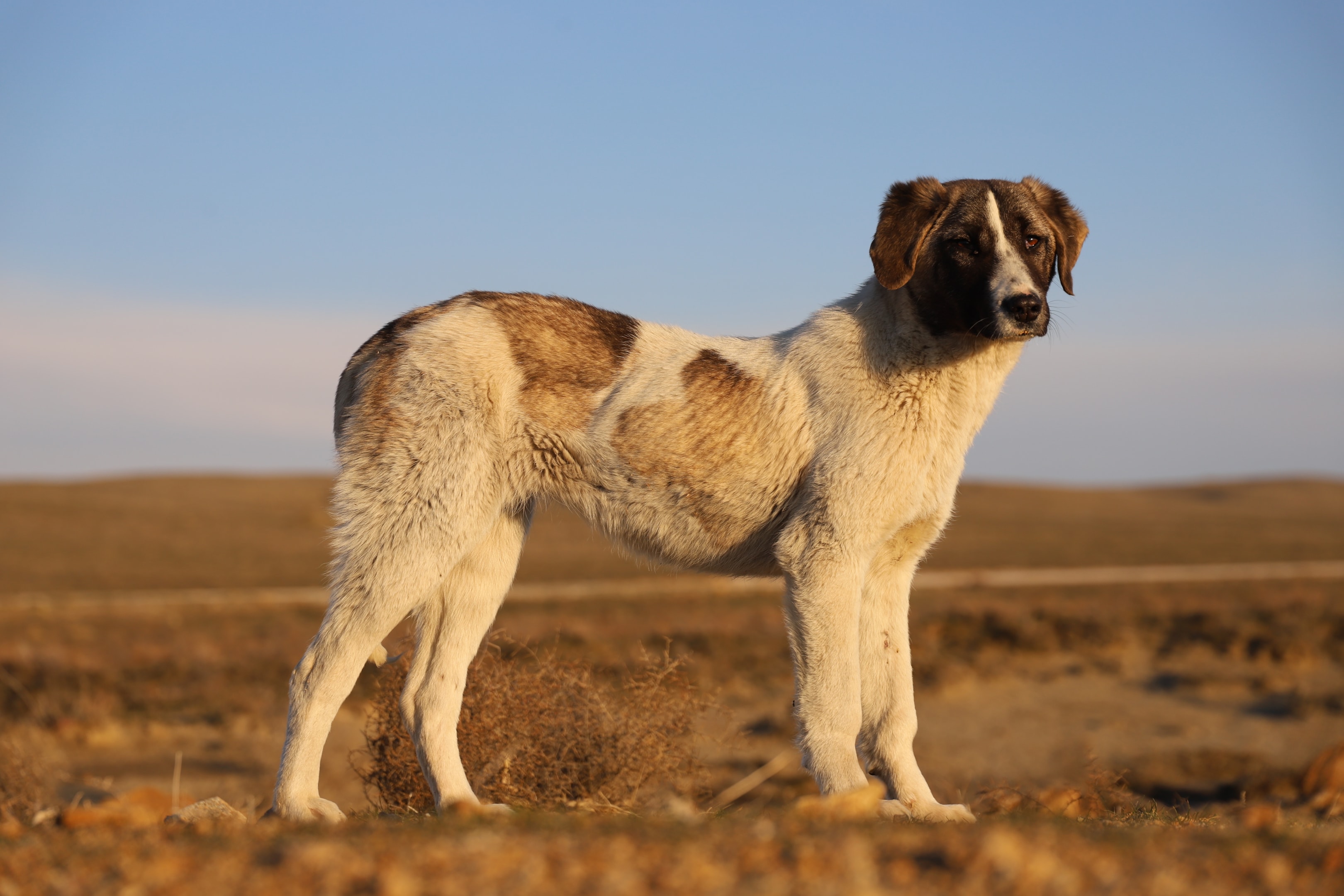 A sideview of the Portuguese Mastiff