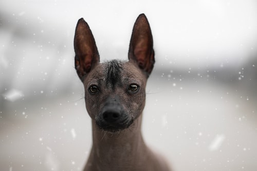 A face view of the Peruvian Inca Orchid dog breed