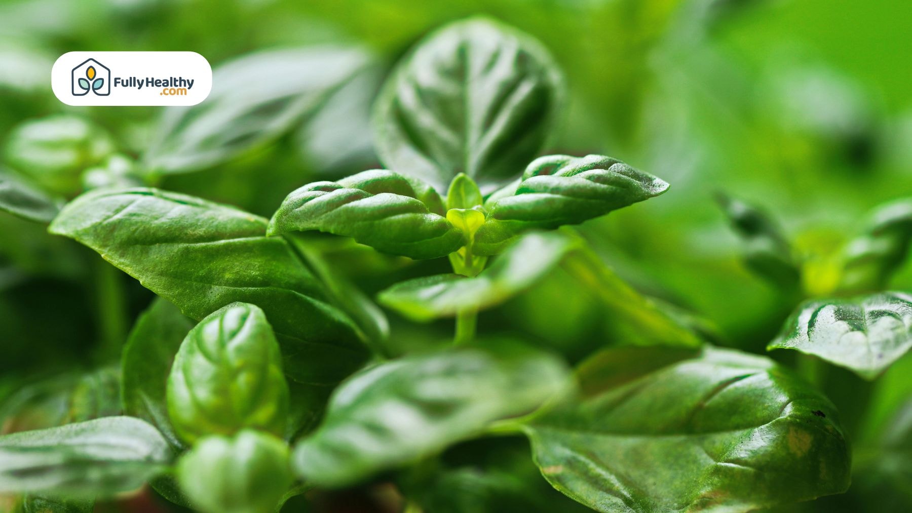 Close-up of bright green basil leaves