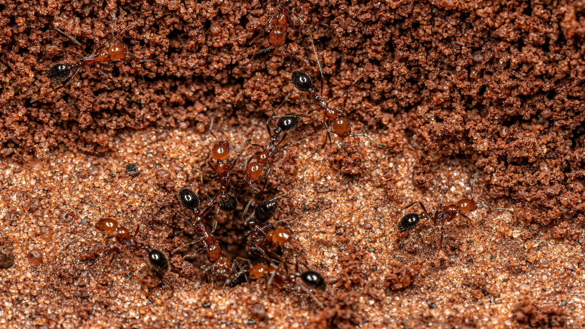 Inspecting for Fire Ants