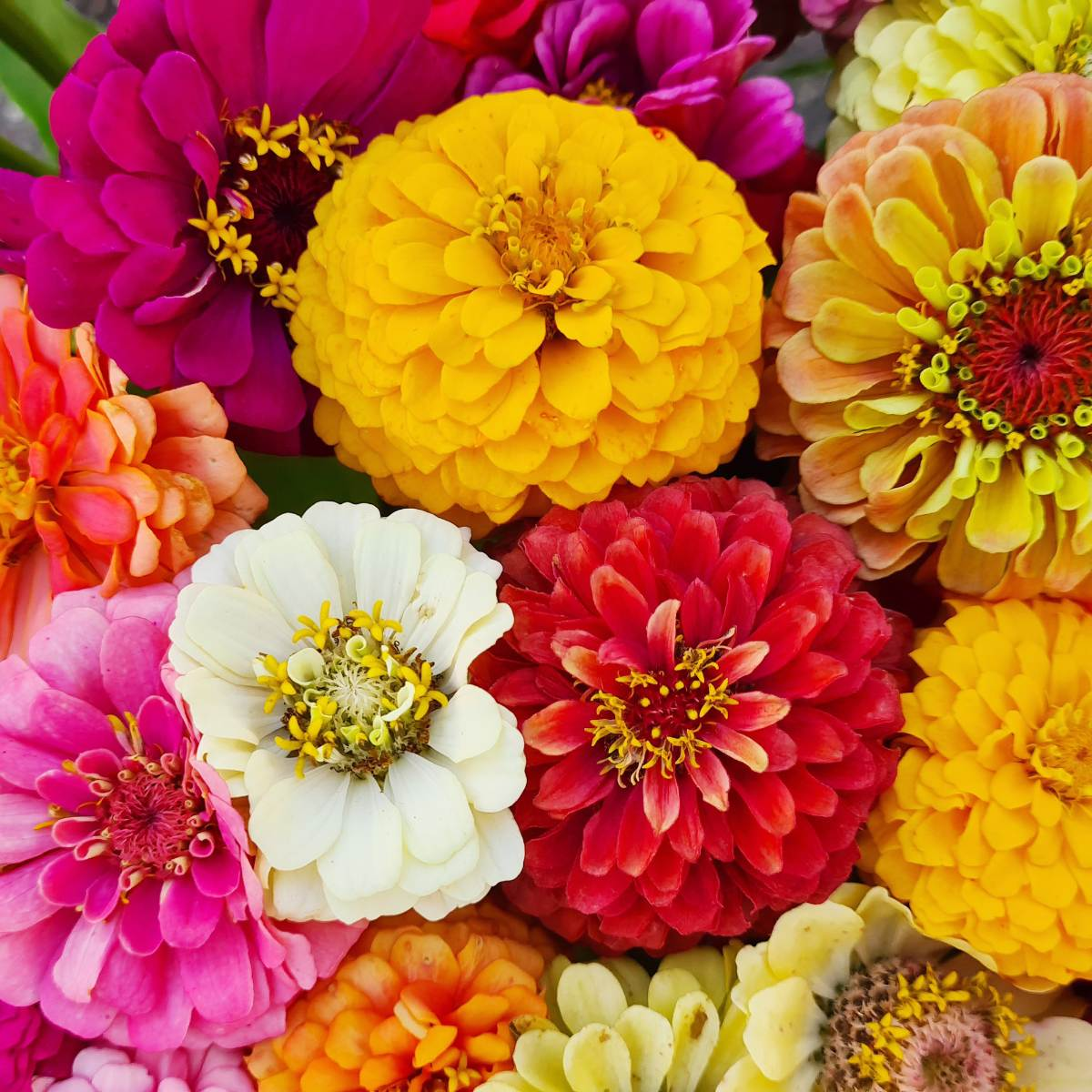 bouquets of bright zinnias delivered with hampers to your loved ones, pink, yellow
