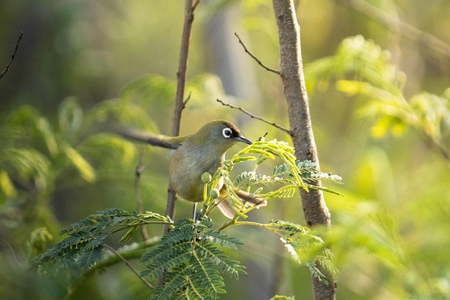bird, reunion olive white-eye, ornithology, nature, species, fauna, avian, animal, beak, wildlife