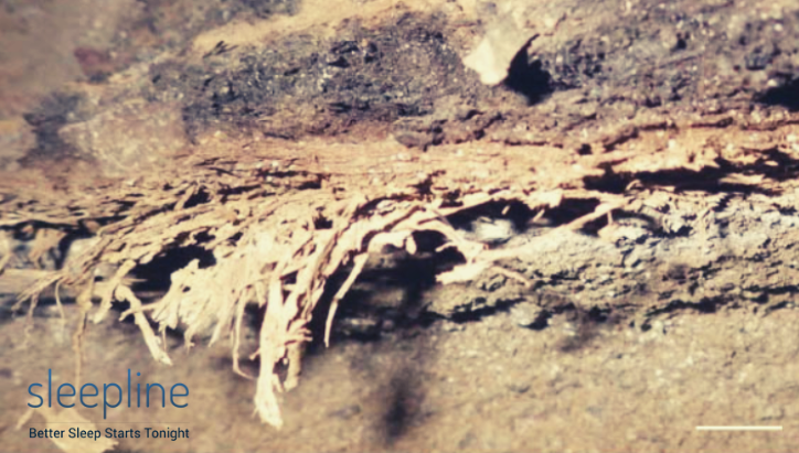 Herbe à massif trouvée en Afrique du Sud. La barre d'échelle affiche 10 mm.