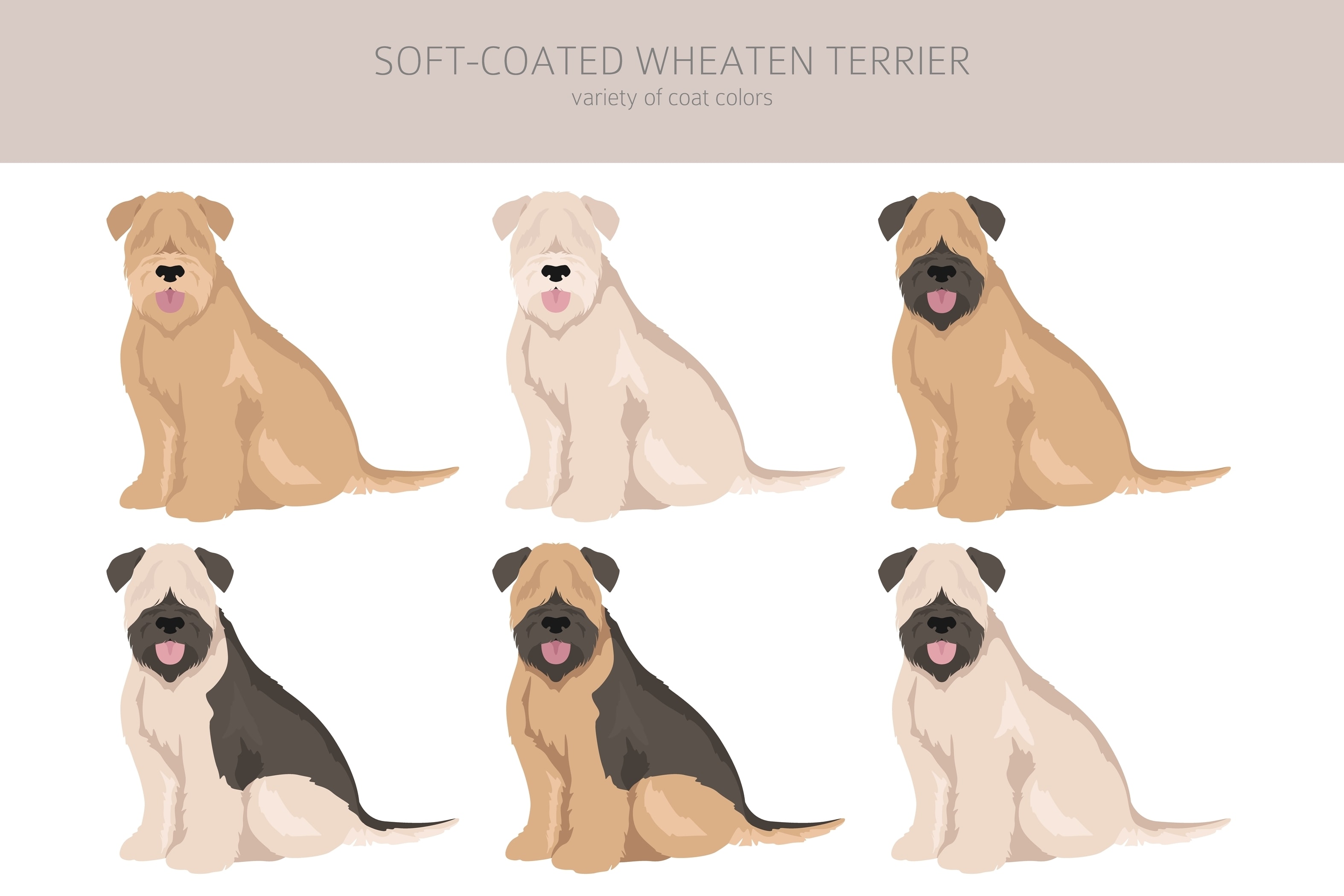An infographic of the possible coat colors for the SCWT