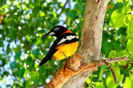 Curacao Vacation, Orange Schwarzer bird