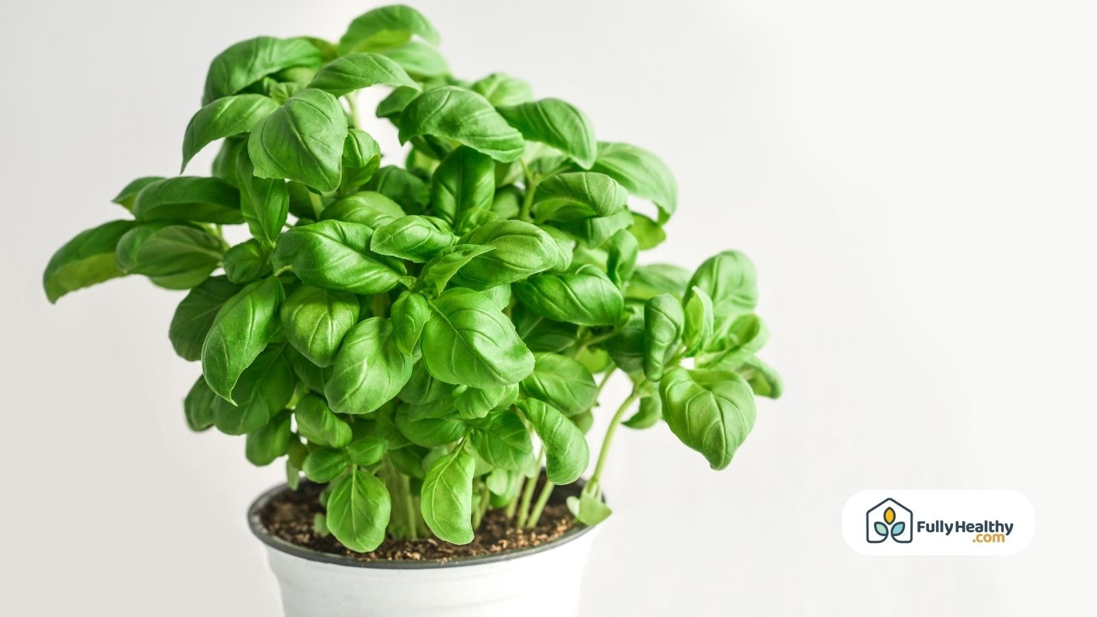 Full basil plant with dense green leaves growing in a white plastic pot against a white background