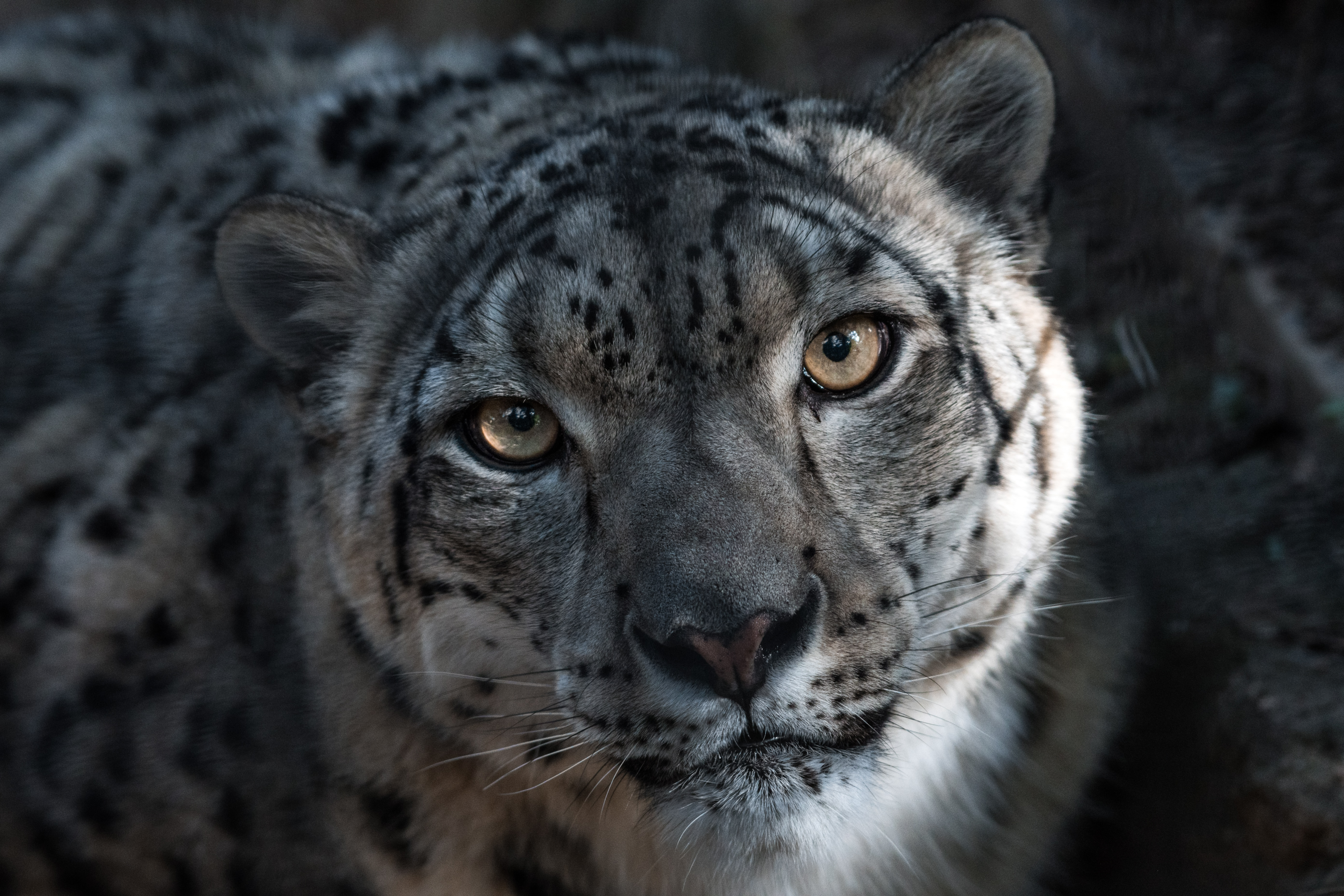 A snow leopard walking in the snow, with its furry paws and long hind legs