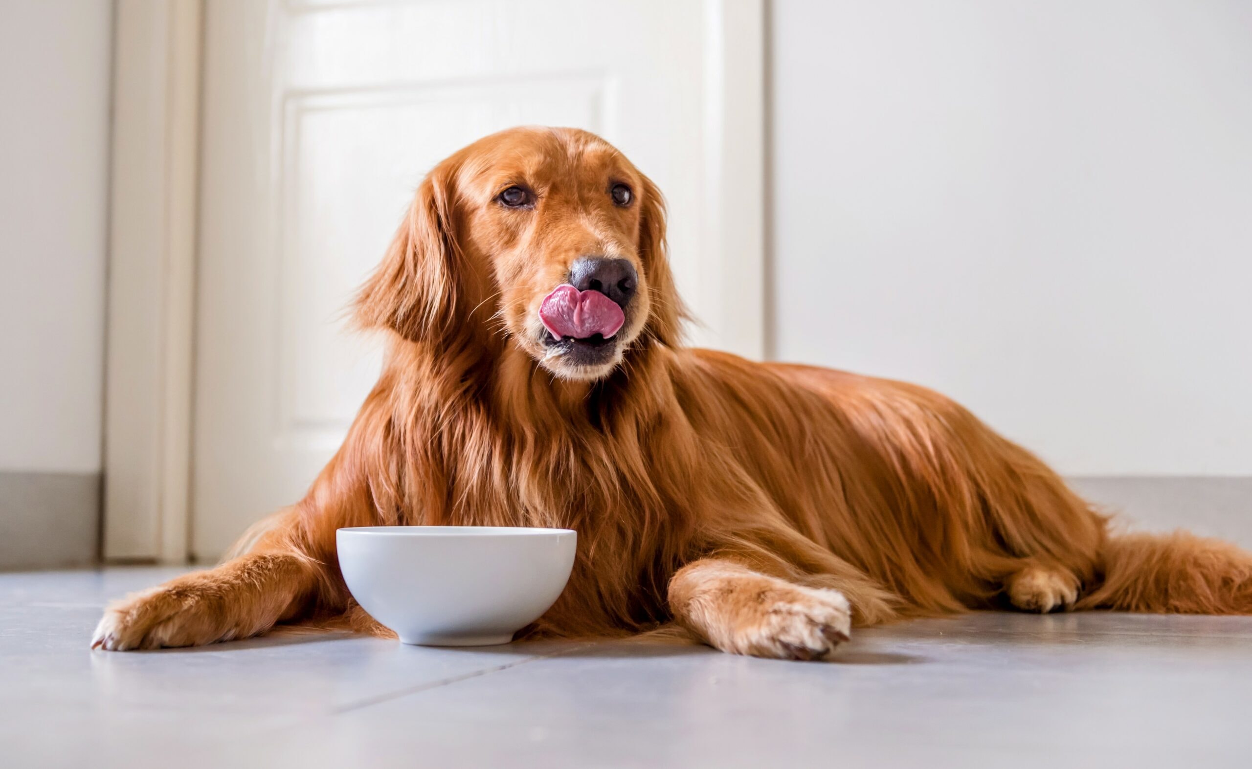 Feeding Multiple Dogs