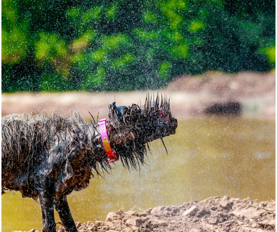 A Wirehaired Pointing Griffon shaking off water outside