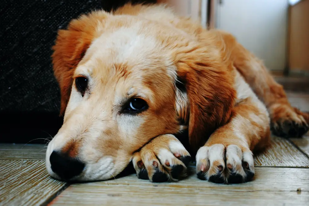 How Long Does it Take for a Dog CBD Treat to Kick in?