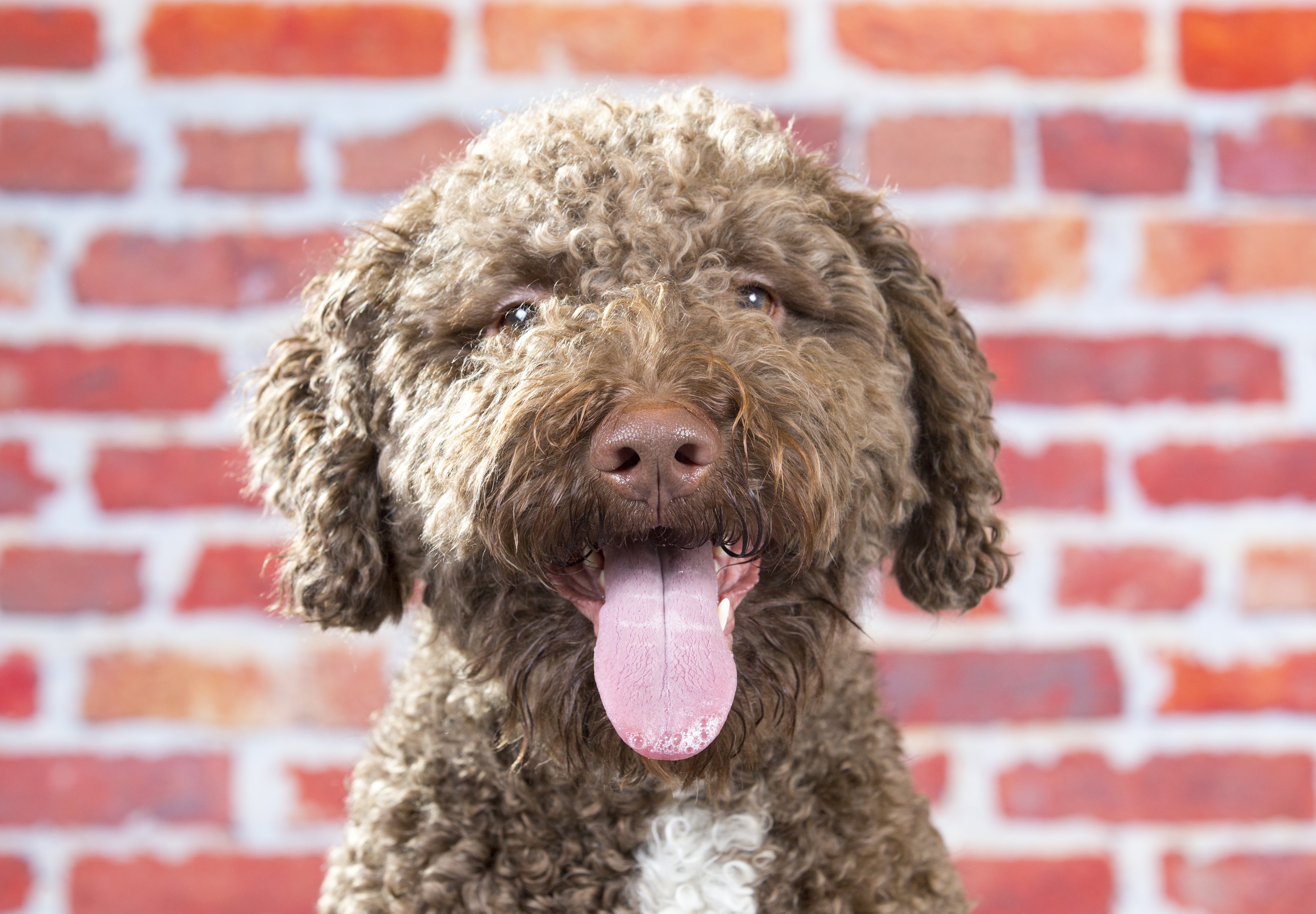 A Smiling Lagotto Ramagnolo with a brick background
