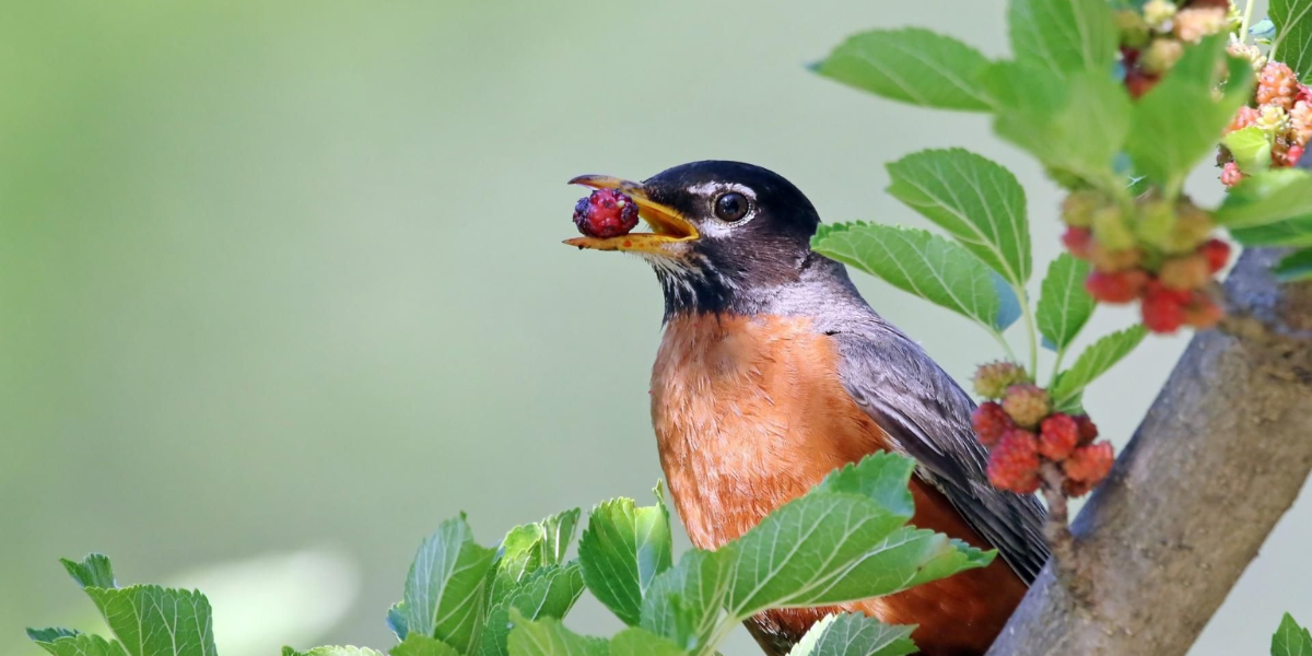 interesting animals in maryland