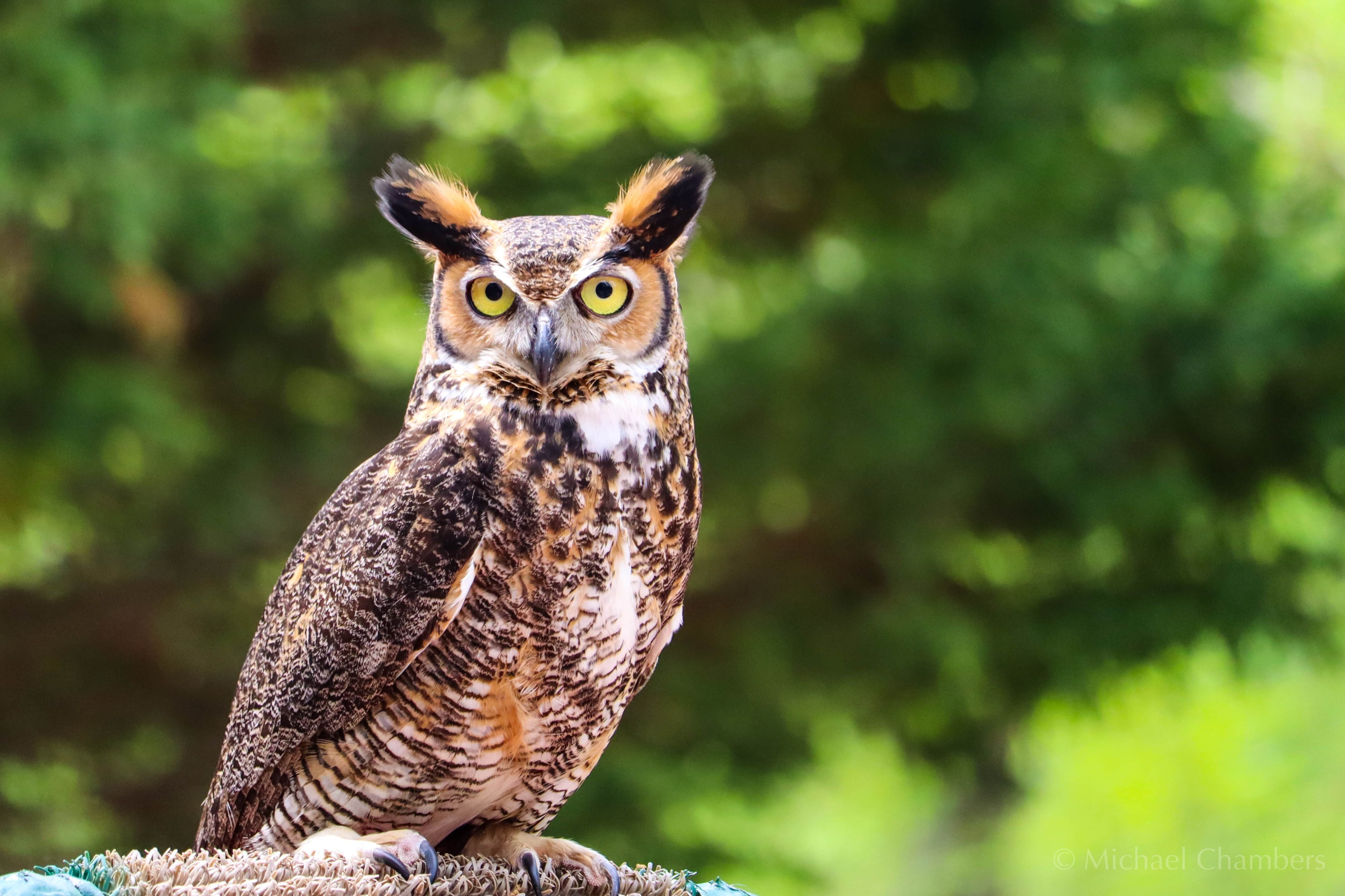 Spiritual Significance of Seeing an Owl During the Day