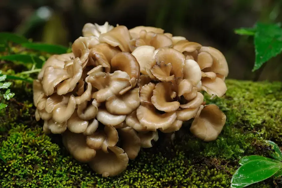 Maitake mushrooms have immune-enhancing properties, which improve your immune system.