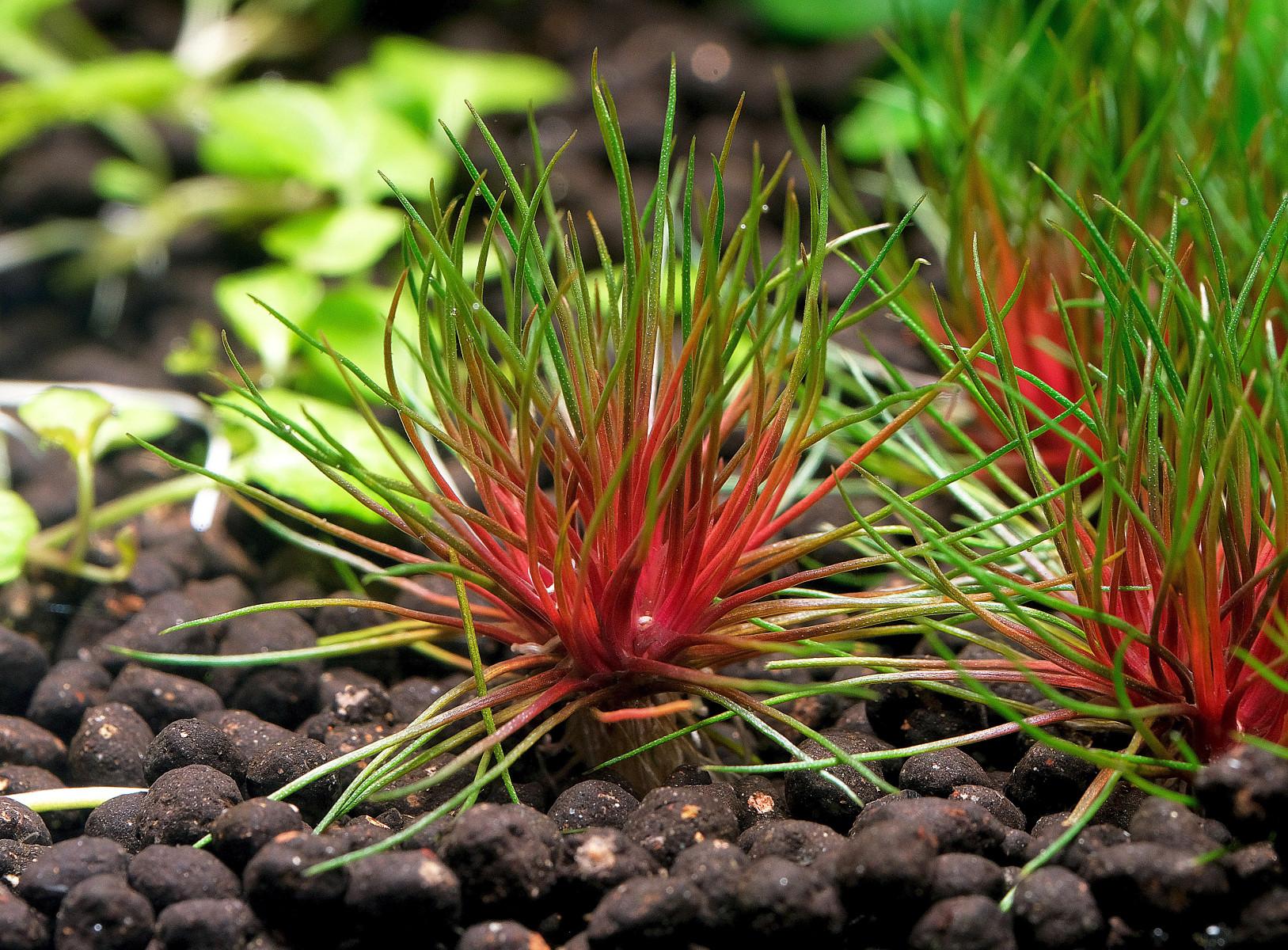Close up photo of Centrolepis drummondiana (blood vomit)