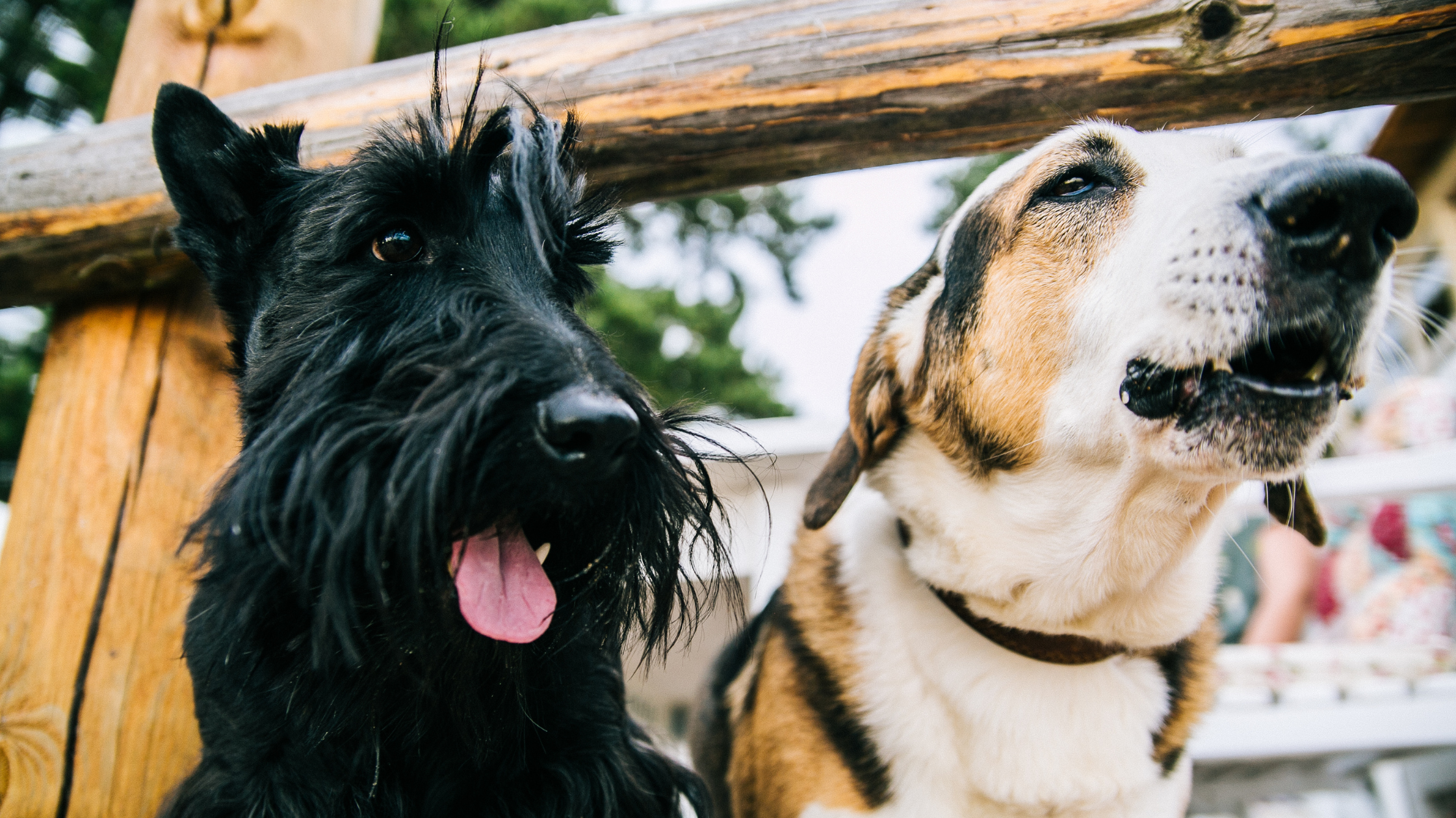 A Scottish Terrier and a hound day looking through a fence