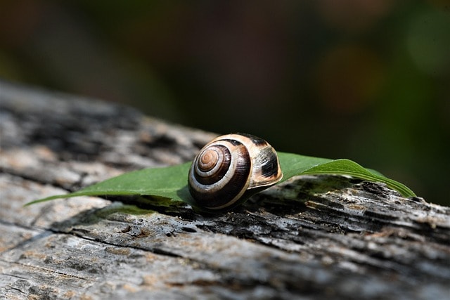 snail, animal, mollusk, shell, snail shell, wildlife, nature, outdoor, closeup, snail, wildlife, wildlife, wildlife, wildlife, wildlife, closeup