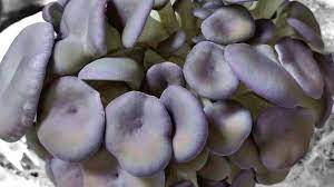I Dream of Purple Mushrooms - Mossy Creek Mushrooms