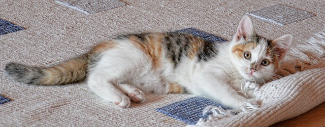 Calico kitten laying on a rug