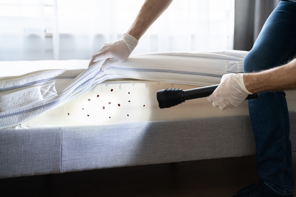 How to Check Your Mattress For Bed Bugs