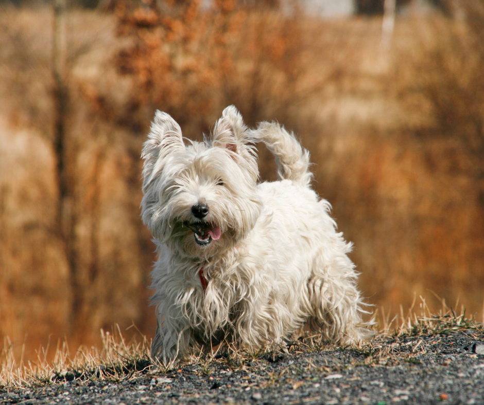 A Westie outside on a walk