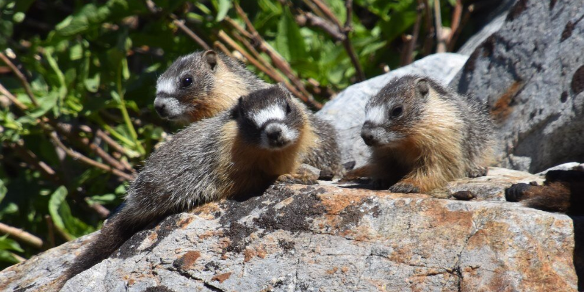 interesting animals in yosemite