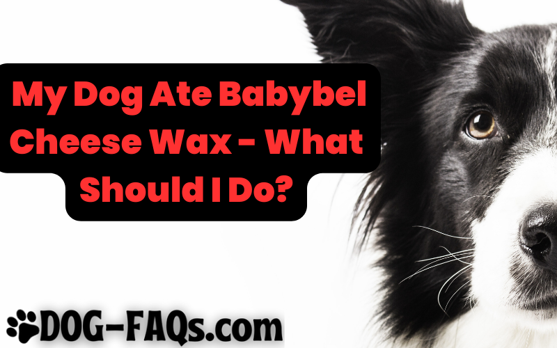 My Dog Ate Babybel Cheese Wax! What Should I Do?