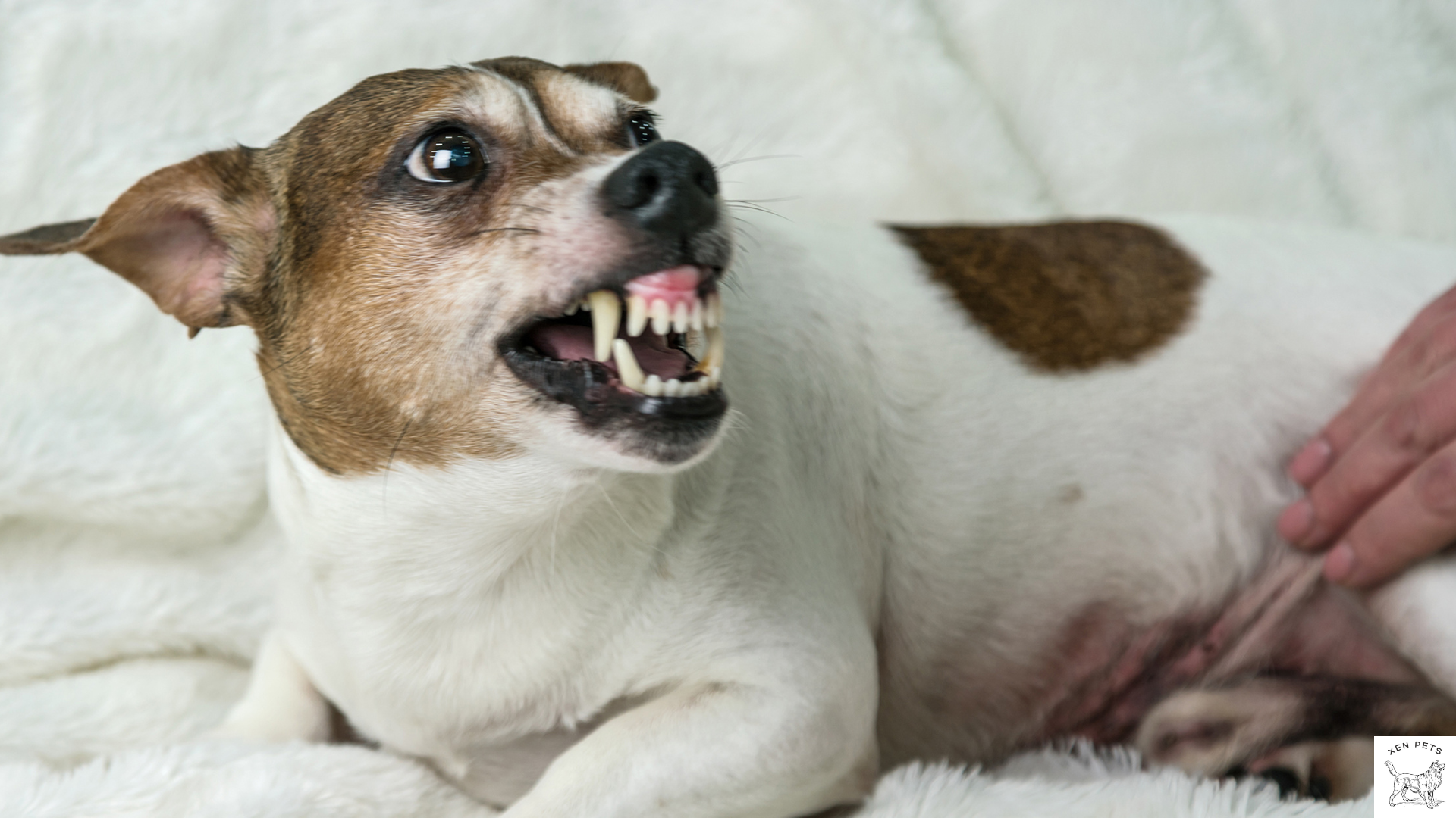 small white aggressive dog