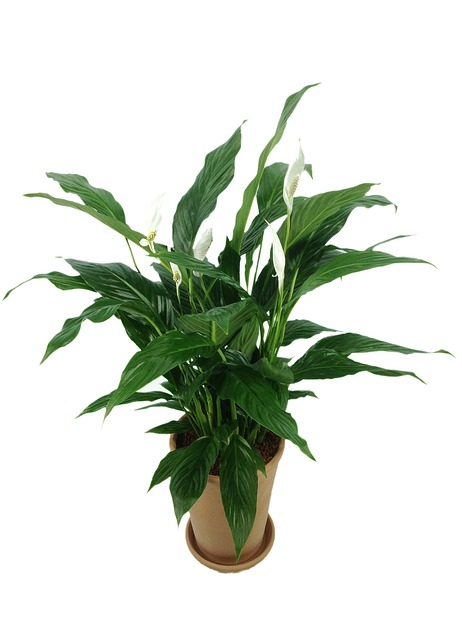 spathiphyllum, plant, air purifier