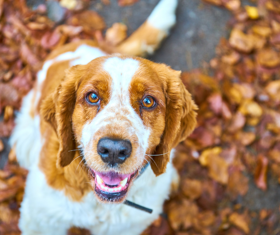 A close up view of a Welsh Springer Spaniel