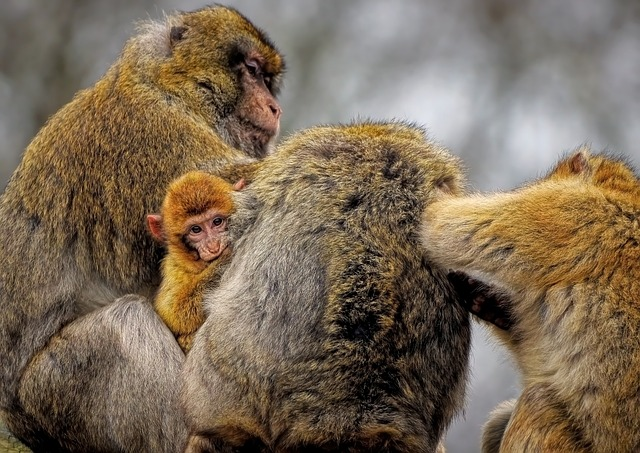 barbary macaque, macaque, monkeys