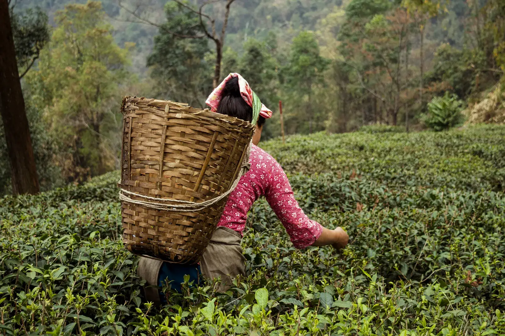 A wide shot from behind a tea harvester working in a lush, green tea plantation situated on a misty hillside. The person is wearing a pink long-sleeved shirt with a white floral pattern and a colorful headscarf, carrying a large, woven conical bamboo basket strapped to their back. They are reaching into the vibrant green tea bushes to pluck leaves, with a backdrop of a dense, forested mountain slope fading into the morning fog.