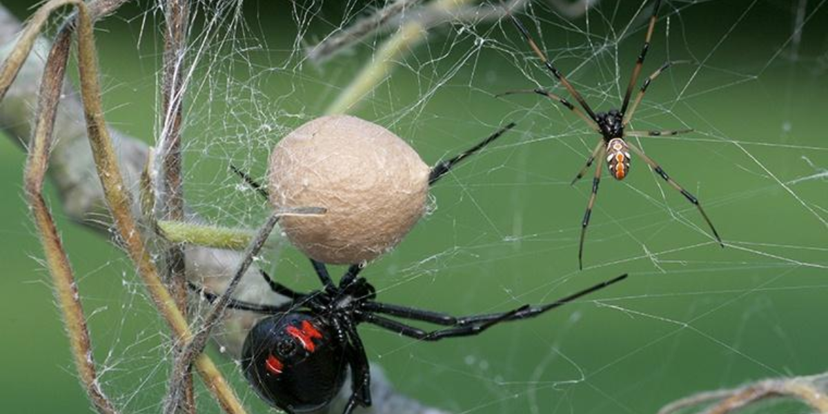 common dangerous animals in washington state