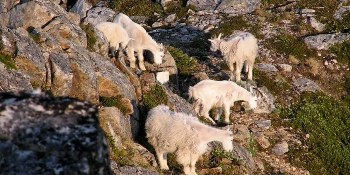 common dangerous animals in washington state