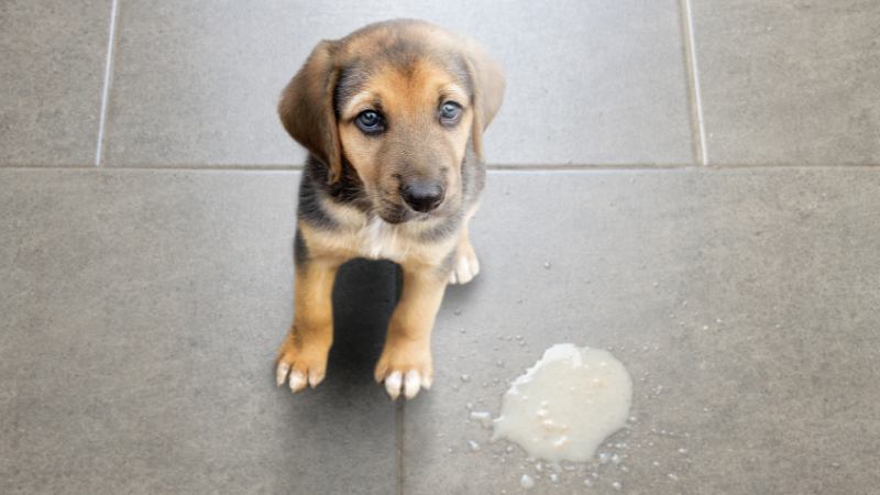 27c60482 7d7d 4233 b89e 8927344f8c5b Dog Throwing Up Undigested Food: Causes, Symptoms, Treatment and Prevention