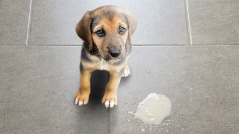 why does dog throw up undigested food