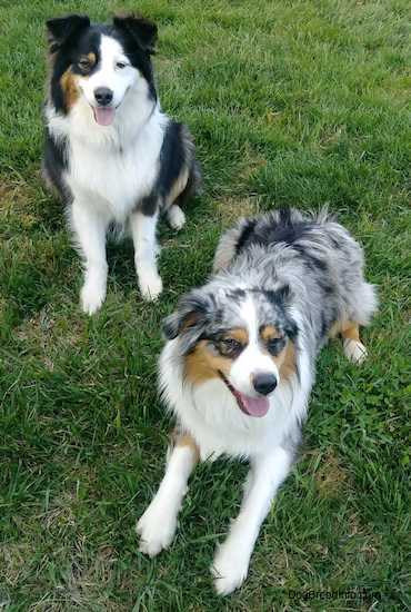 blue merle red coat, dog breed