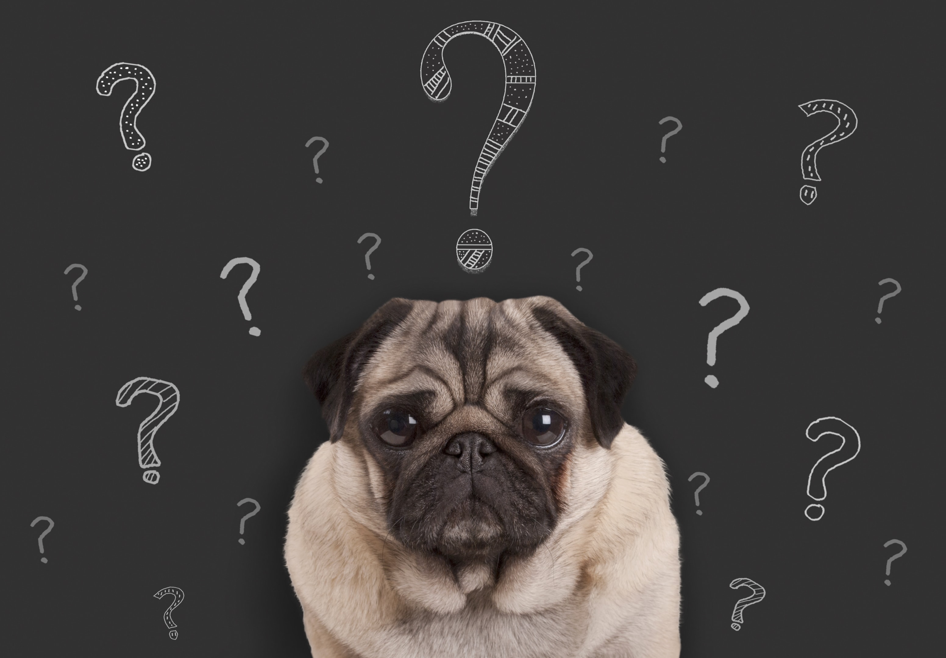 A pug surrounded by question marks++