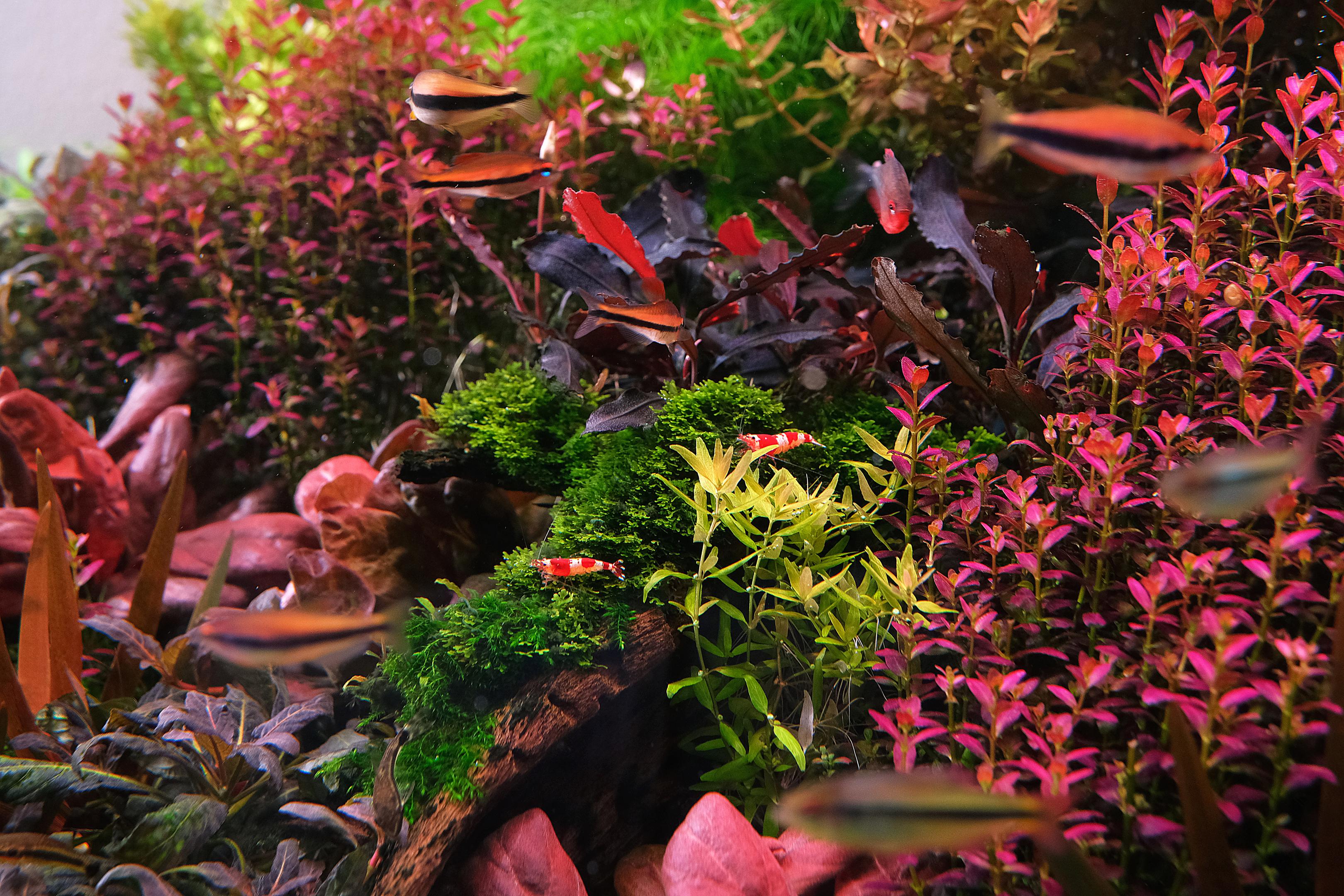 CRS shrimp on moss in a dutch style planted aquarium