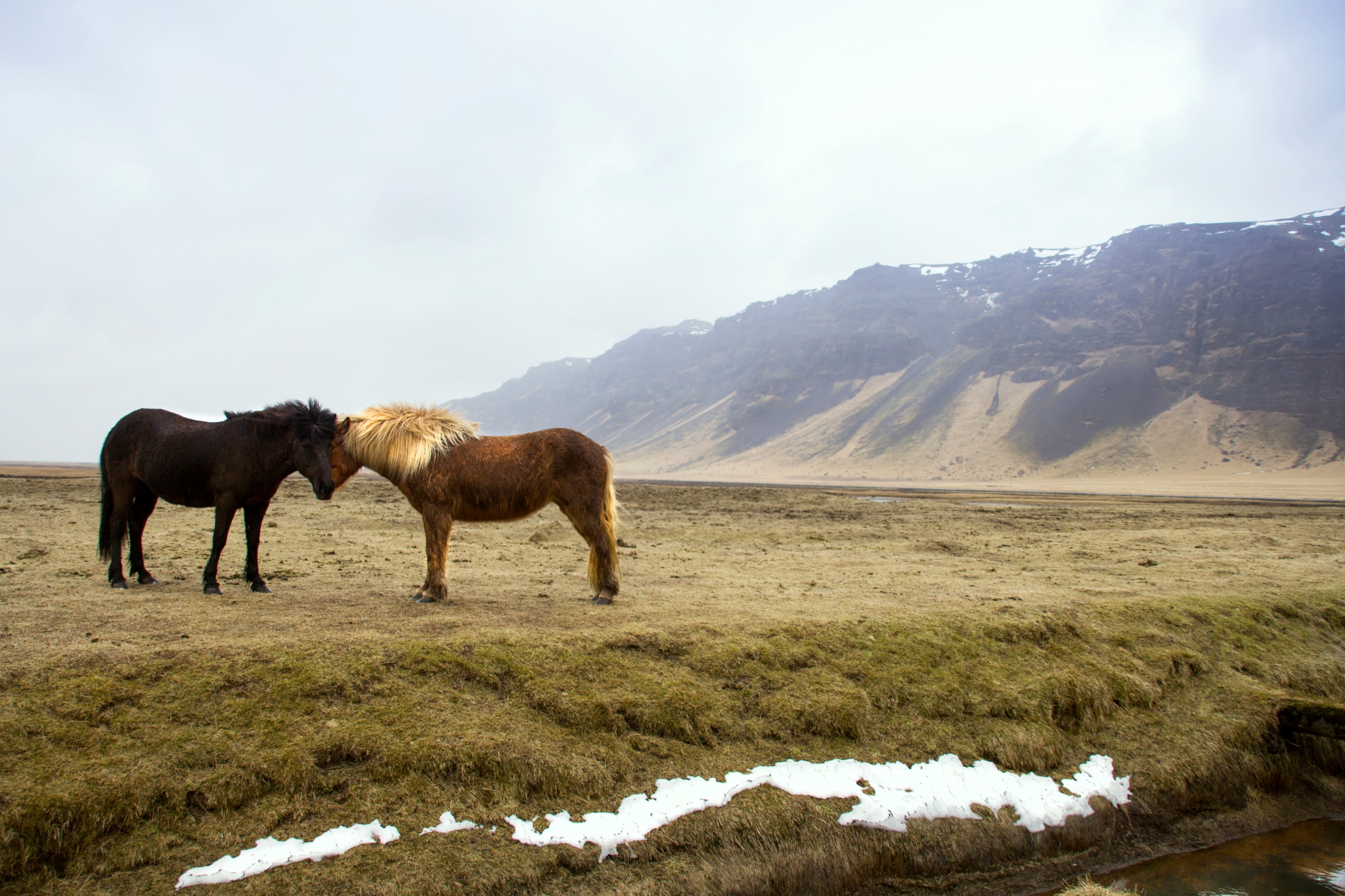 Two horses in a field