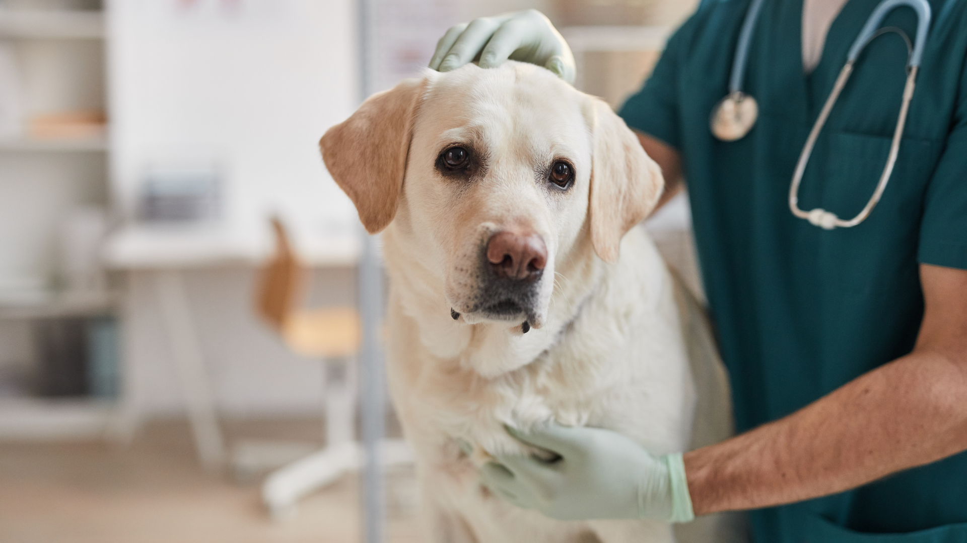 Histamin, Hund, Histaminbelastung, Körper, Symptome, Histaminose, Diagnose, Magen Darm Problemen