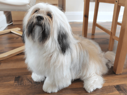 nutrition lhasa apsos, adult dog, small dog breeds