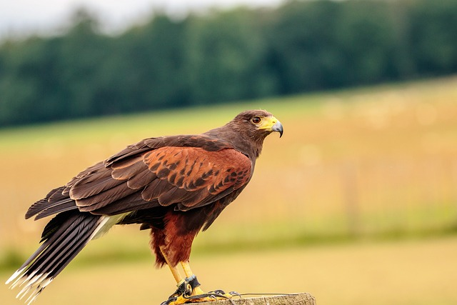 Harris, hawk,  birds that start with H,