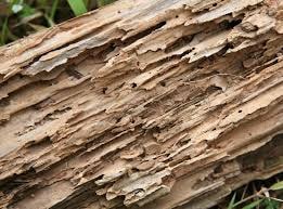 Termite Damage, pest inspection cost, 