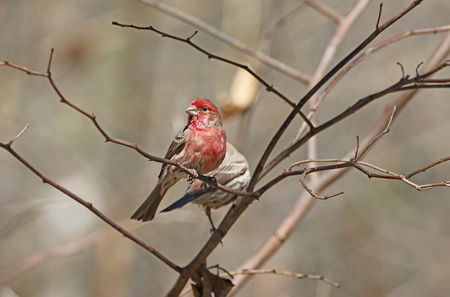 Finch, Birds that start with H